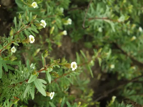 Limnophila