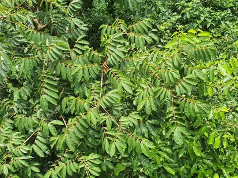Pentaspadon