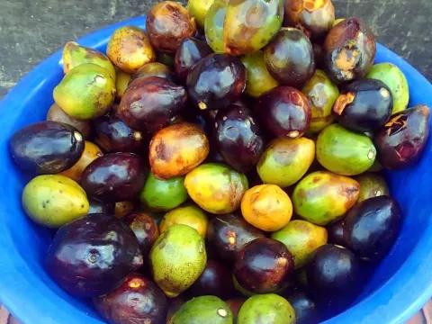 Poraqueiba