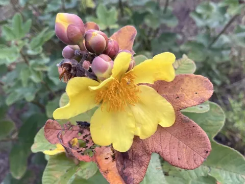 Cochlospermum planchonii