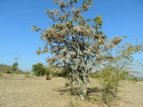 Dalbergiella