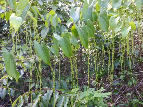 Dioscorea antaly