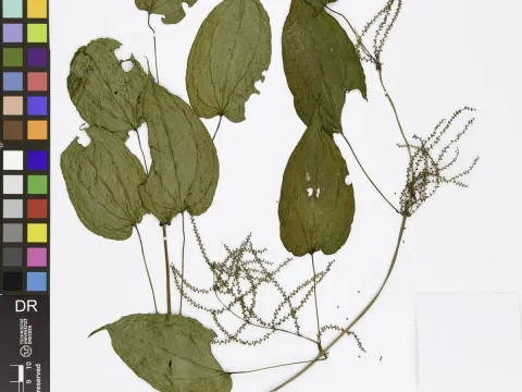 Dioscorea praehensilis