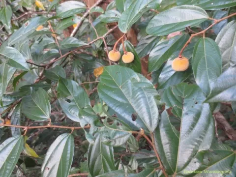 Grewia carpinifolia