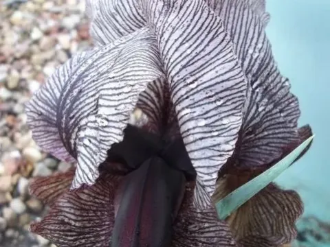 Iris lycotis