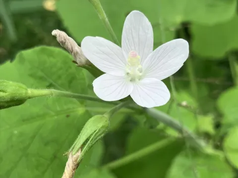 Hibiscus lobatus