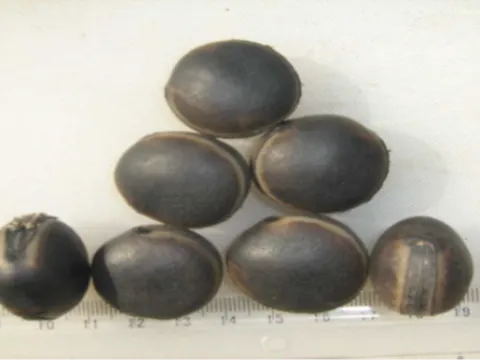 Mucuna flagellipes