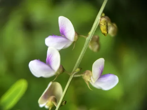 Tephrosia noctiflora