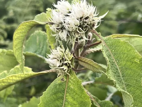 Baccharoides