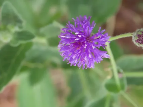 Лінзія