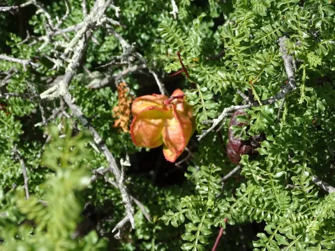 Erythrophysa