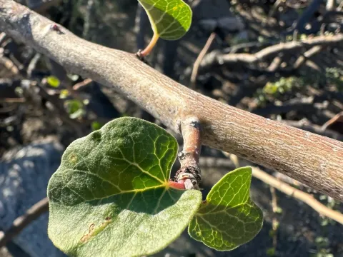 Ashy Jatropha