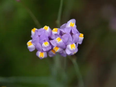Toadflax