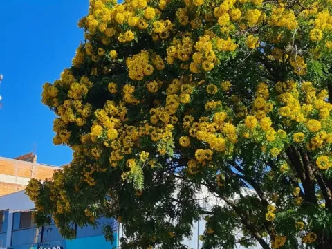 Gold medallion tree