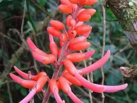 Erythrina chiriquensis
