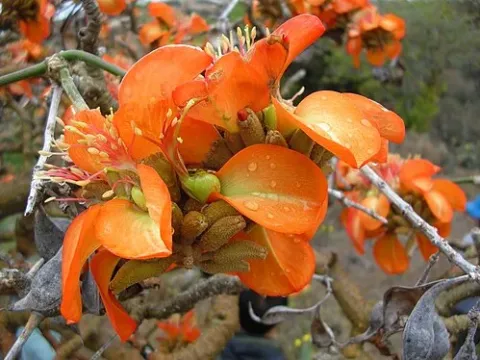 Erythrina breviflora