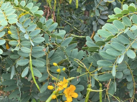 Senna candolleana