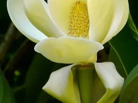Magnolia sharpii