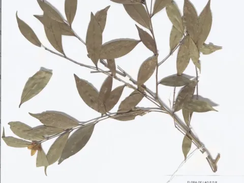 Камелія кісточкова