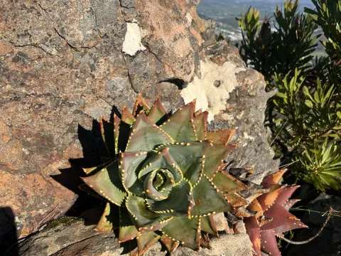 Mitriform Aloe