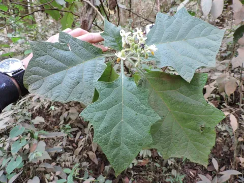 Solanum decompositiflorum