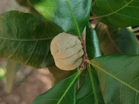 Pouteria glomerata