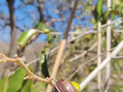 Mexican star apple