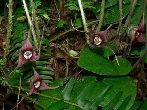 Asarum pulchellum