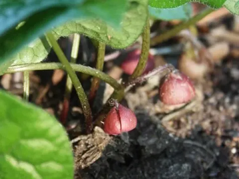 Asarum debile