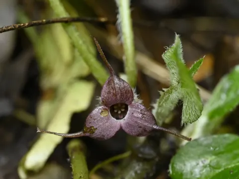 Asarum caudigerum