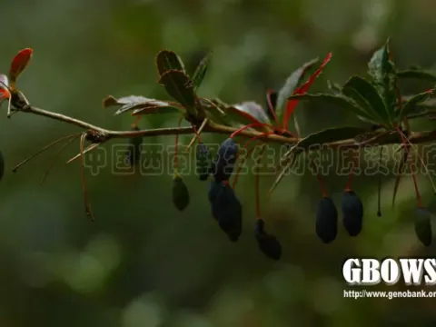 David's Barberry