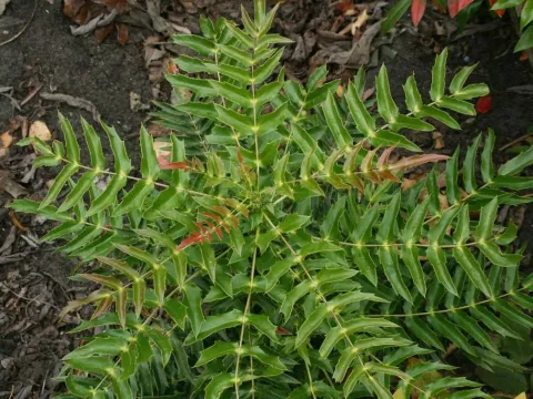 Long-bracted barberry
