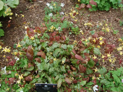 Epimedium davidii