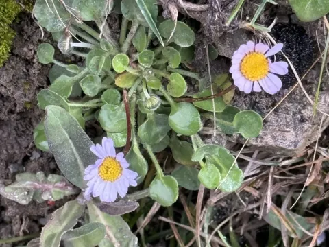 Blue daisy