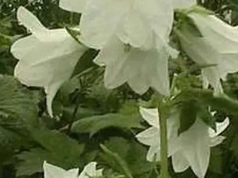 Campanula grandis