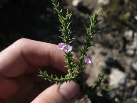 Junellia
