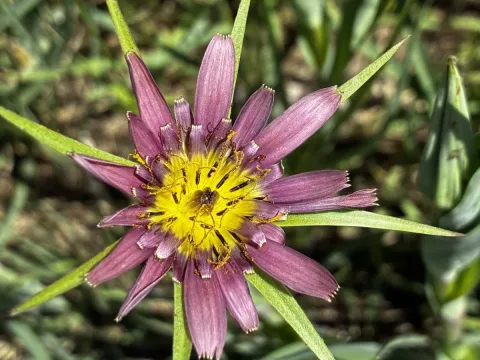 Tragopogon mirus