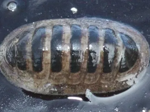 Leptochiton