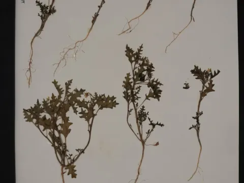 Cutleaf nightshade