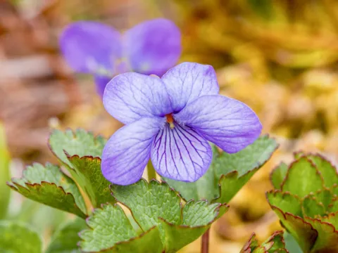 Langsdorff's violet