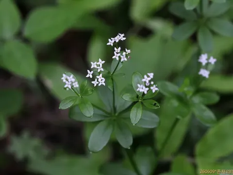 Tokyo bedstraw
