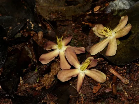 Pleioceras