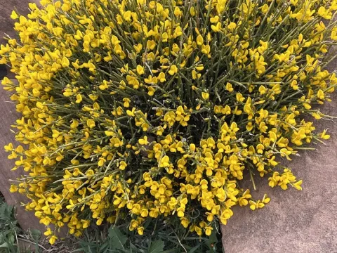 Balansa broom
