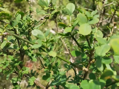 Genista patens
