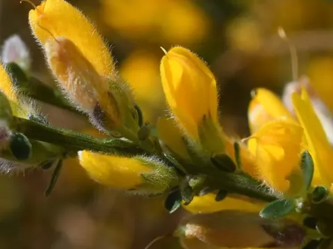 Genista ramosissima