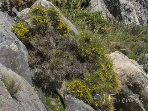 Genista haenseleri