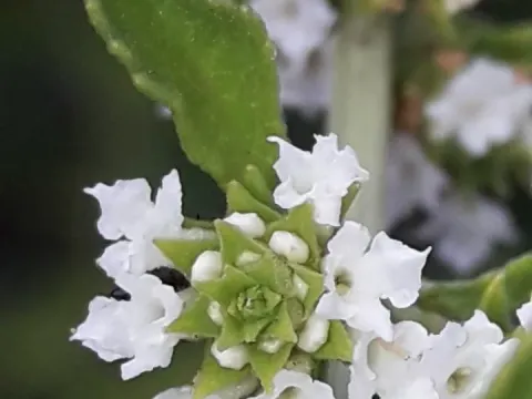 Lippia