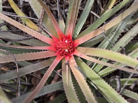 Sincoraea