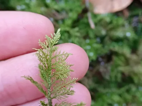 Thuidium