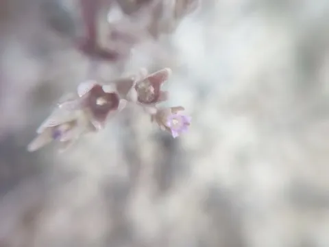 Clustered bellflower